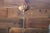 Shabby Chic 1940s Italian Rococo Revival Painted Wood & Gilt Wrought Iron 8-Light Chandelier For Sale - Image 3 of 18