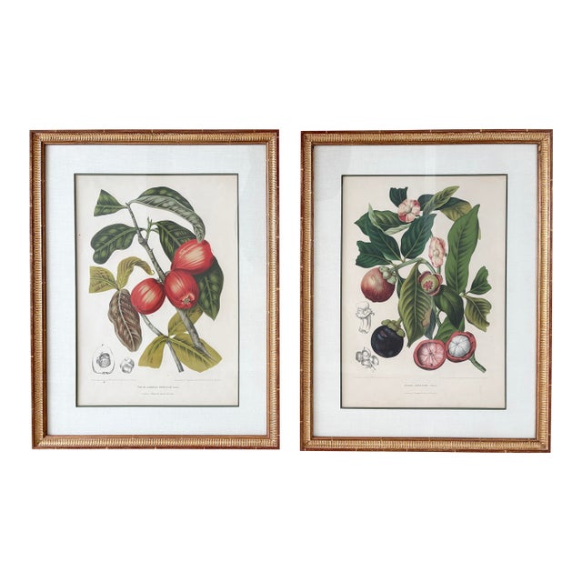 Vintage Botanical Floral Prints, l'Ile De Java, Framed, a Pair Reproduction For Sale
