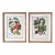 Vintage Botanical Floral Prints, l'Ile De Java, Framed, a Pair Reproduction For Sale
