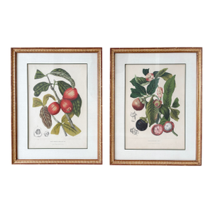 Vintage Botanical Floral Prints, l'Ile De Java, Framed, a Pair Reproduction