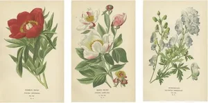 Peonies and Monkshood, 1896, Lithographs, Set of 3