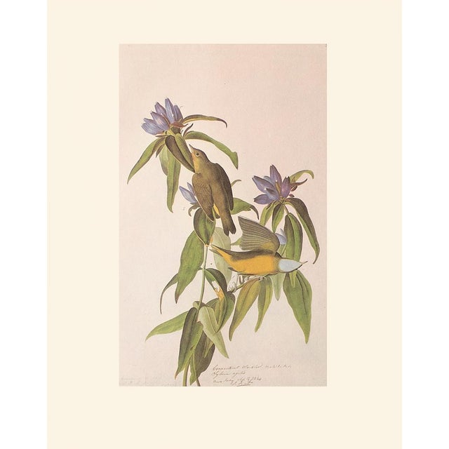 Paper 1966 Vintage Farmhouse Cottage Print "Connecticut Warbler" After John James Audubon For Sale - Image 7 of 7