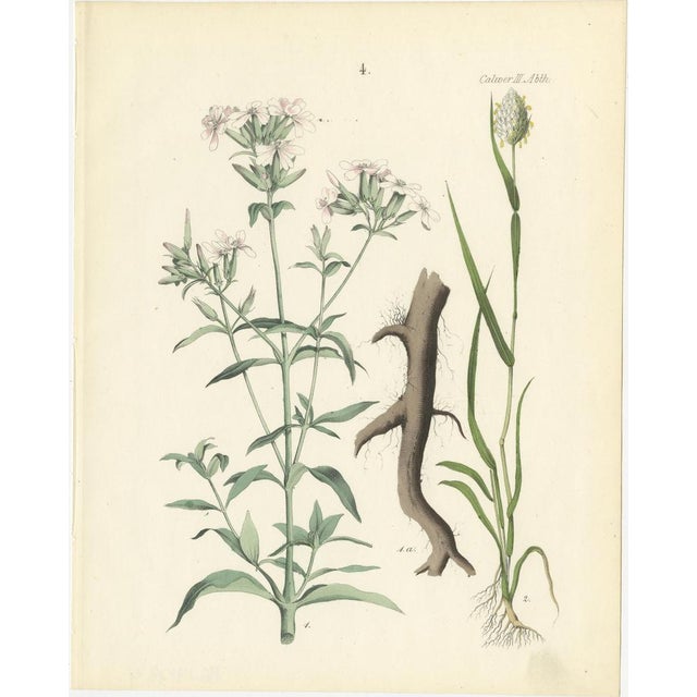 Mid 19th Century Calwer, Botanical Plates of Technical Plants, 1854, Prints, Set of 12 For Sale - Image 5 of 15