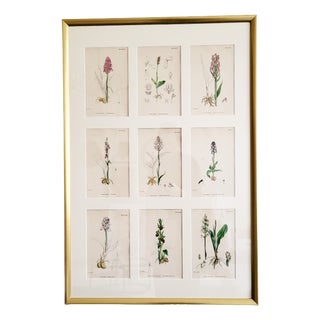 Orchids, 19th Century, Hand Coloured Print Montage For Sale