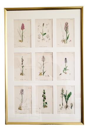Orchids, 19th Century, Hand Coloured Print Montage