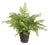 Soft Fern Drop-In 10.5" For Sale