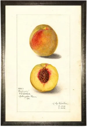 Peach Study in Pewter Shadowbox 13x19