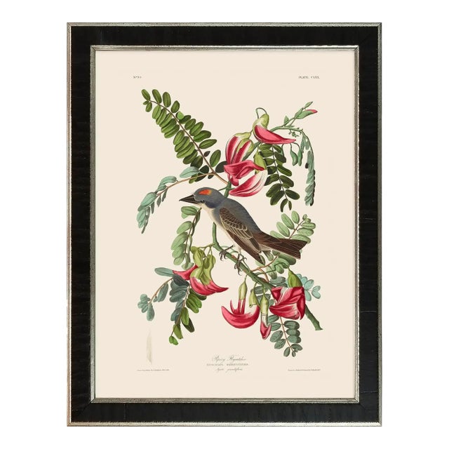 Pipiry Flycatcher Duchess Edition, After Audubon Reproduction Print, Framed For Sale