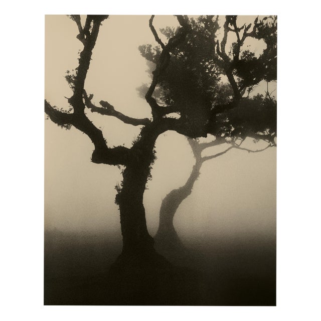 Ugne Pouwell, Laurisilva of Madeira No.4, 2026, Analogue Nature Photography, Limited 20 For Sale