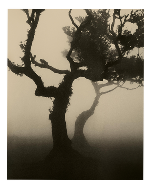 Ugne Pouwell, Laurisilva of Madeira No.4, 2026, Analogue Nature Photography, Limited 20