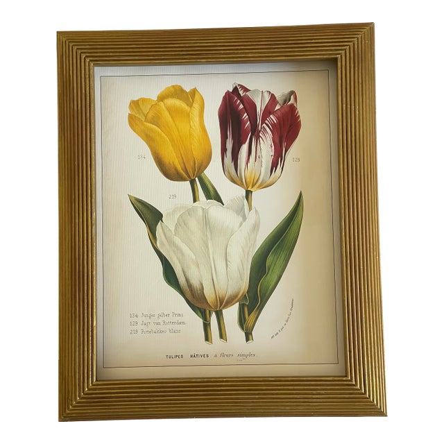 Vintage Van Houtte Floral Tulips Chromolithograph in Golden Frame Reproduction For Sale