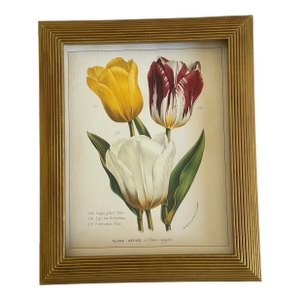 Vintage Van Houtte Floral Tulips Chromolithograph in Golden Frame Reproduction