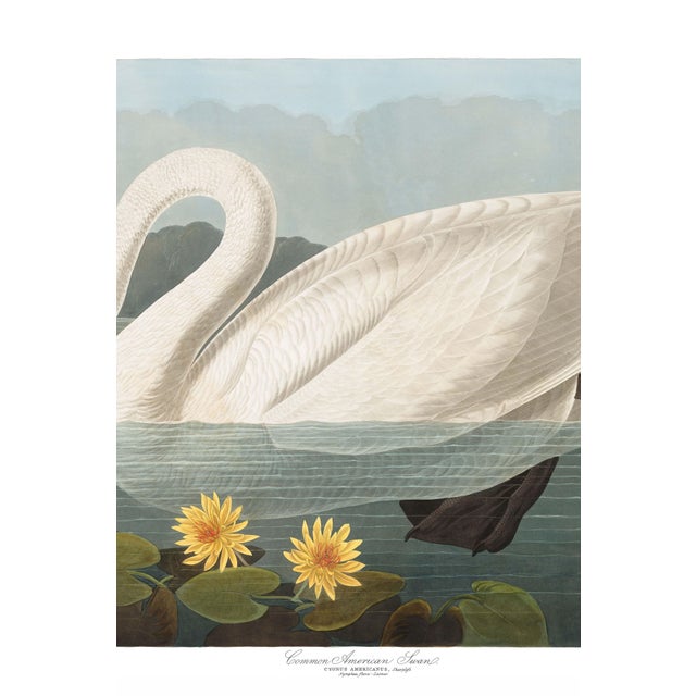 John James Audubon Common American Swan, Museum Style Audubon Bird Print, 24" X 16" For Sale - Image 4 of 10