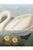 John James Audubon Common American Swan, Museum Style Audubon Bird Print, 24" X 16" For Sale - Image 4 of 10