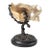 19th Century Continental European French or German Bronze With Turbo Shell, Kunstkammer Object For Sale