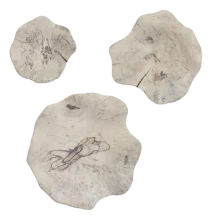 Teo Bleached Wood Wall Decor Set/3