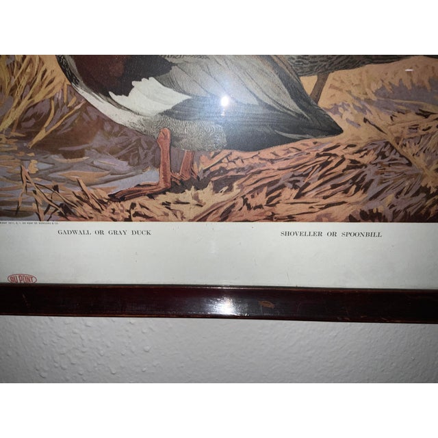 1917 Vintage DuPont Promotional Game Bird Framed Prints by Hunt & DeFeo - Set of 4 For Sale - Image 11 of 13