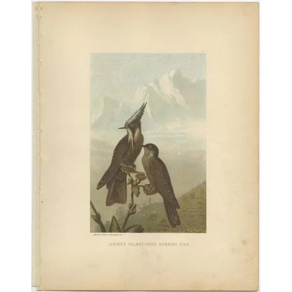 Prang, Bearded Helmetcrests, 1898, Paper For Sale