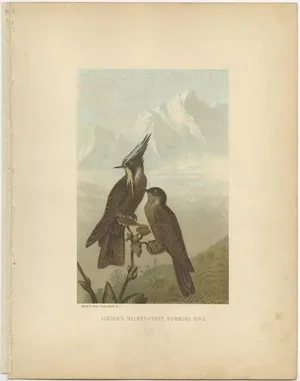 Prang, Bearded Helmetcrests, 1898, Paper