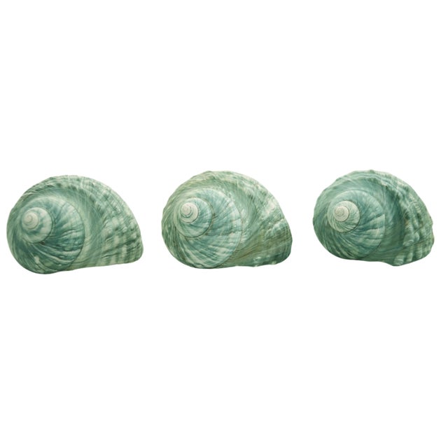 Set of three nautical aqua natural textural turbo beach sea shell with striations of teal, turquoise, lime green and...