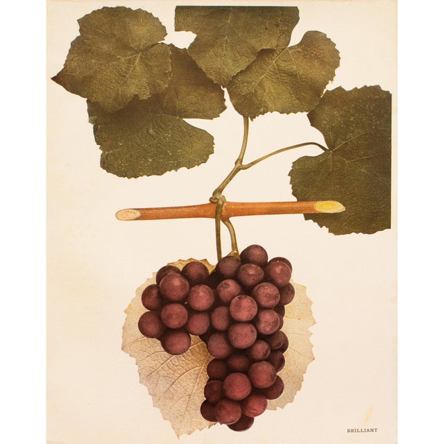 A magnificent original antique photogravure (print) of Brilliant Grapes by Ulysses Prentiss Hedrick (1870-1951). Superb...