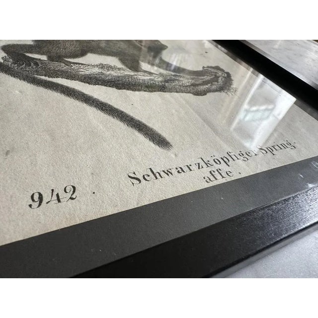 Monkey, 1831-35, Original Lithograph For Sale - Image 4 of 12