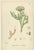 Sowerby, Herbs with Soft Green Palette, 1902, Prints, Set of 4 For Sale - Image 6 of 10
