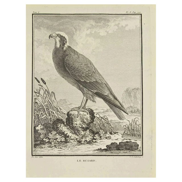 Carl Guttenberg, Le Busard, Etching, 1771 For Sale