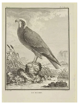 Carl Guttenberg, Le Busard, Etching, 1771