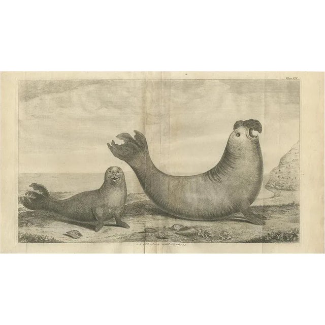 Mid 18th Century Anson, Illustration of Two Sea Lions on the Shore of Juan Fernandes, 1749, Print For Sale - Image 5 of 5