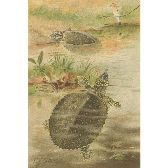 P. J. Smit, Soft River Tortoises, 1895, Lithograph For Sale - Image 4 of 9