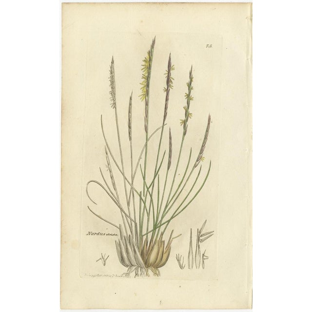 After James Sowerby, Botanical Illustrations of Cottongrass and Coastal Grasses, 1830s, Engravings, Set of 8 For Sale - Image 4 of 10