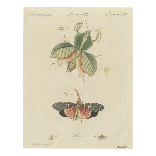 Bertuch, Walking Leaf and Chinese Lantern Fly, 1805, Print For Sale