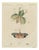 Bertuch, Walking Leaf and Chinese Lantern Fly, 1805, Print For Sale