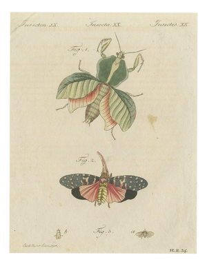 Bertuch, Walking Leaf and Chinese Lantern Fly, 1805, Print
