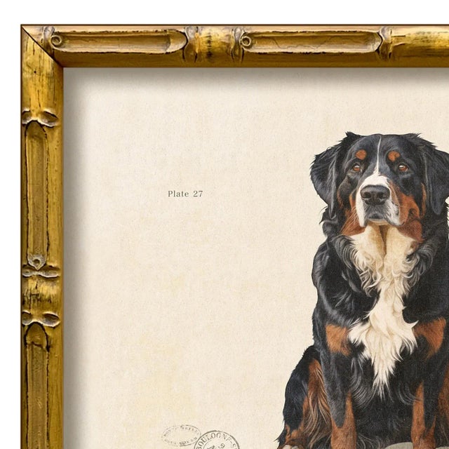 Various Artists Reproduction Art Print of Vintage "World of Dogs" Illustration (Bernese Mountain Dog), Framed For Sale - Image 4 of 4