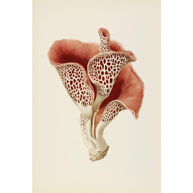 'Jew's Ear Mushroom' (Auricularia Auricula-Judae) - Mushroom Botanical Print This fine art print features a beautifully...