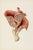 'Jew's Ear Mushroom' (Auricularia Auricula-Judae) - Mushroom Botanical Print This fine art print features a beautifully...