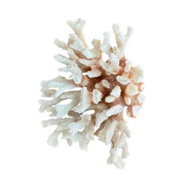 Late 20th Century Natural White Coral Reef Specimen For Sale - Image 5 of 8