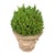 Classic Tuscan Terracotta Planter With Embossed Decoration For Sale