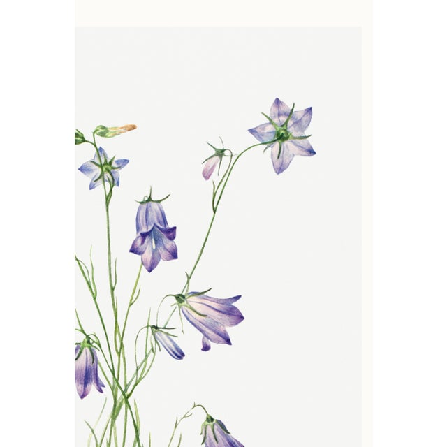 Purple Harebell, Vintage Botanical Art Print Reproduction by Mary Vaux Walcott, 16" X 24" For Sale - Image 8 of 10