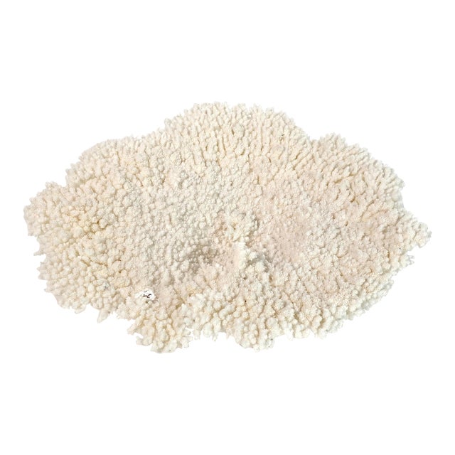 Stunning Natural White Table Coral Specimen Coastal Home Decor For Sale