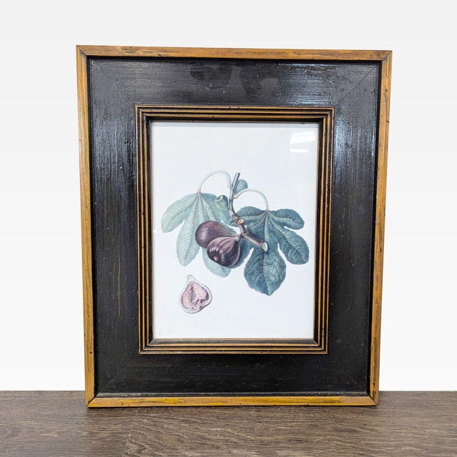 Traditional Set of 3 Framed Fruit Botanical Prints - Vintage Wall Art For Sale - Image 3 of 7