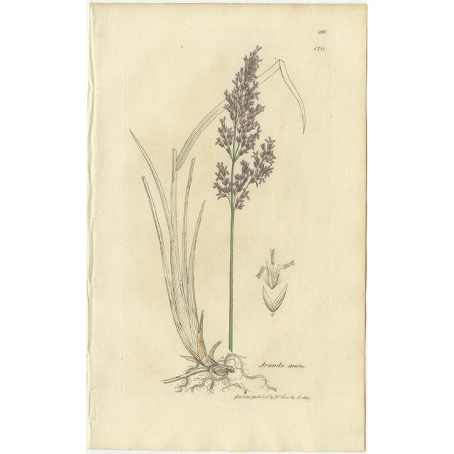 After James Sowerby, Botanical Illustrations of Bromus Brome Grasses, 1830s, Engravings, Set of 8 For Sale - Image 3 of 10