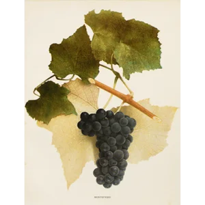 1900s U. P. Hedrick, Original Antique Photogravure of Montefiore Grapes