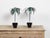 Pair of French Midcentury Palm Tree Sculptures in Black Tapering Pots For Sale - Image 9 of 10