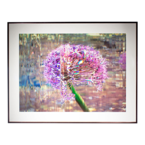 Bruce Checefsky 2011 “Allium Afatunese” Archival C-Print Photograph