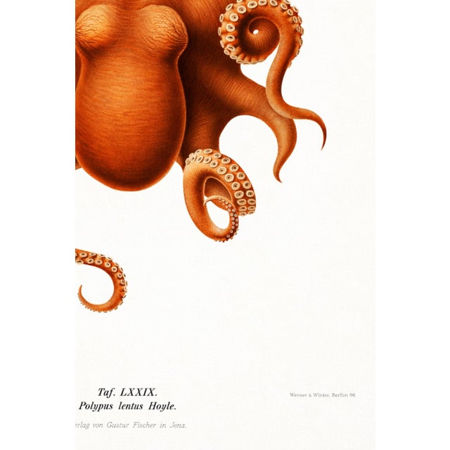 Burnt Orange Antique Reproduction Octopus Study, Deep Sea Expedition Illustration, Coastal Marine Art Print, 24" × 36" For Sale - Image 8 of 9