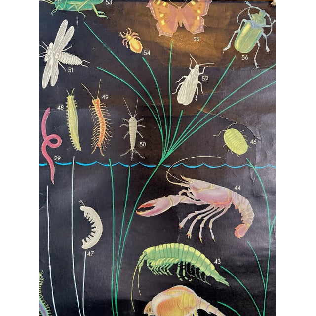 Vintage Linen School Chart, 1930s For Sale - Image 9 of 16