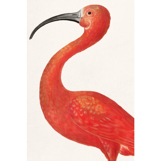 Scarlet Ibis with an Egg by Maria Sibylla Merian, 17th-century bird illustration (1699–1700), available as a 24" × 36"...